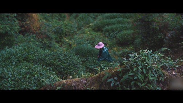 Amazon.co.jp: XIXICHA 烏龍茶 中国茶 大红袍 乌龙茶 大紅袍
